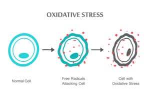Oxidative stress | Ăn Chay, Thuần Chay, Quán Chay & Nhà Hàng Chay