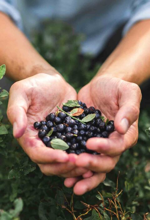 blueberries and their benefits | Ăn Chay, Thuần Chay, Quán Chay & Nhà Hàng Chay