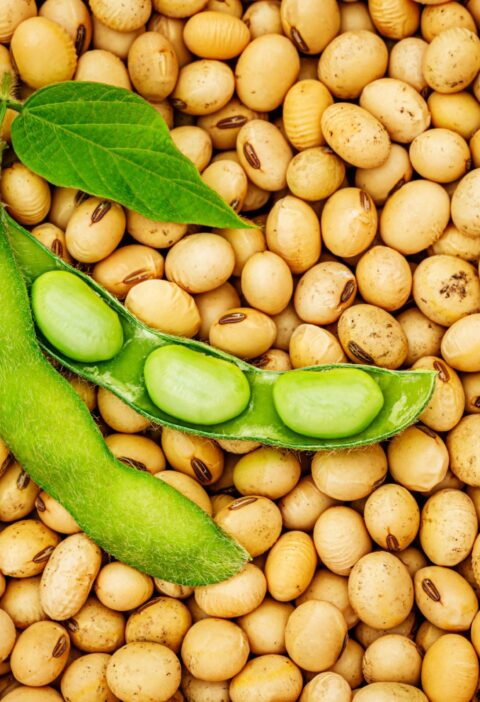soybeans scaled 1 | Ăn Chay, Thuần Chay, Quán Chay & Nhà Hàng Chay