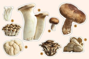 glossary types of mushrooms numbered FT MAG0921 954a770c5bb34b5ab12e677639330601 | Ăn Chay, Thuần Chay, Quán Chay & Nhà Hàng Chay