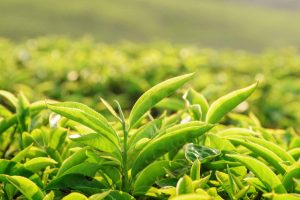 herbal Green Tea Leaves | Ăn Chay, Thuần Chay, Quán Chay & Nhà Hàng Chay