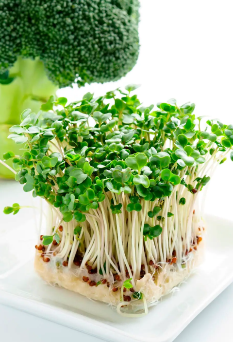 Broccoli Sprouts | Ăn Chay, Thuần Chay, Quán Chay & Nhà Hàng Chay